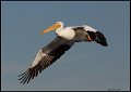 _5SB7073 american white pelican